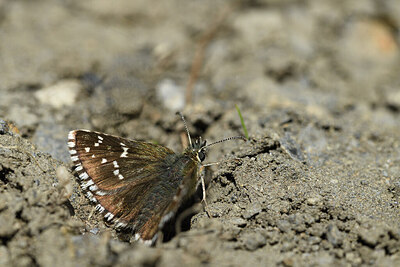 BUITEN BEELD Foto: 424355