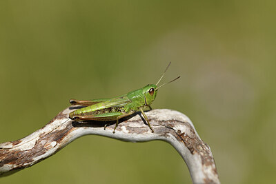 BUITEN BEELD Foto: 424359