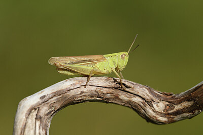 BUITEN BEELD Foto: 424361