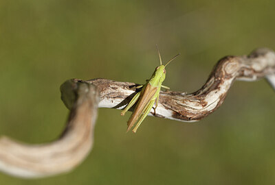 BUITEN BEELD Foto: 424362