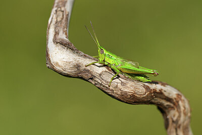 BUITEN BEELD Foto: 424366