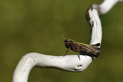 BUITEN BEELD Foto: 424369