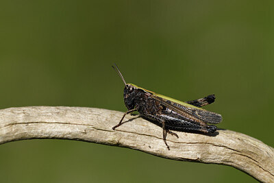 BUITEN BEELD Foto: 424373