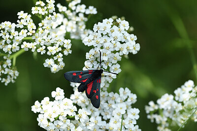 BUITEN BEELD Foto: 424376