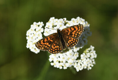 BUITEN BEELD Foto: 424377