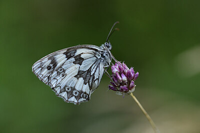 BUITEN BEELD Foto: 424378