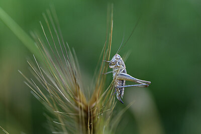 BUITEN BEELD Foto: 424380