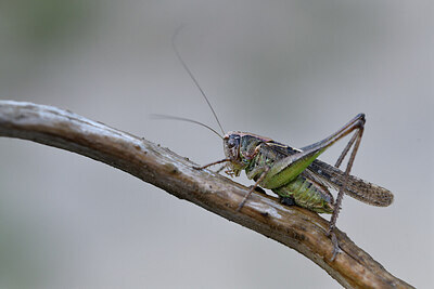 BUITEN BEELD Foto: 424385