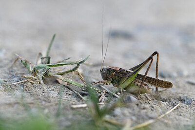 BUITEN BEELD Foto: 424386