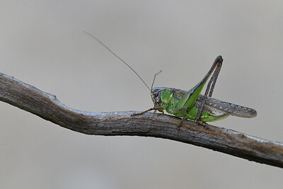 BUITEN BEELD Foto: 424388