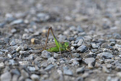 BUITEN BEELD Foto: 424389