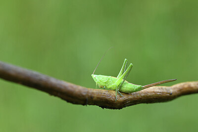 BUITEN BEELD Foto: 424390