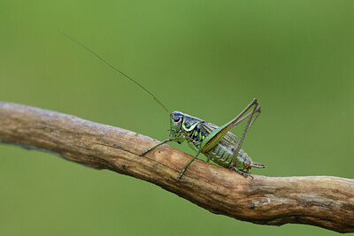 BUITEN BEELD Foto: 424392