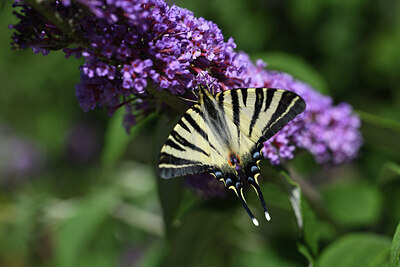 BUITEN BEELD Foto: 424405