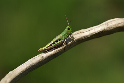 BUITEN BEELD Foto: 424408