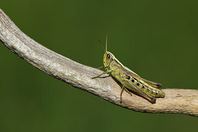 BUITEN BEELD Foto: 424410