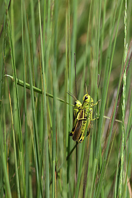 BUITEN BEELD Foto: 424411