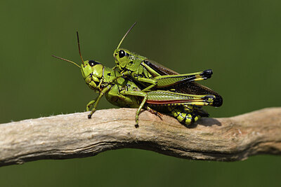 BUITEN BEELD Foto: 424412