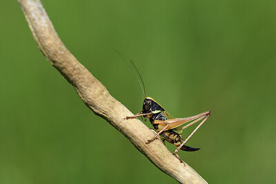 BUITEN BEELD Foto: 424416