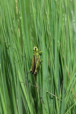 BUITEN BEELD Foto: 424419