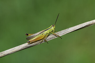 BUITEN BEELD Foto: 424421