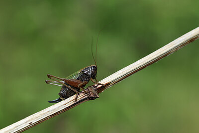 BUITEN BEELD Foto: 424424