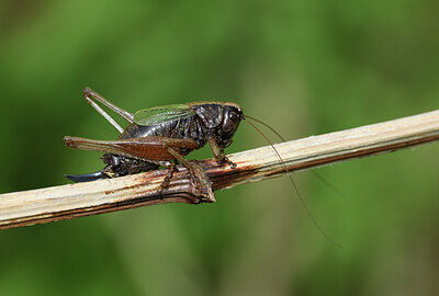 BUITEN BEELD Foto: 424425