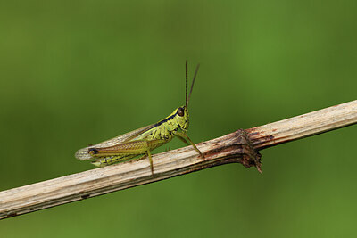 BUITEN BEELD Foto: 424429