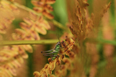 BUITEN BEELD Foto: 424432