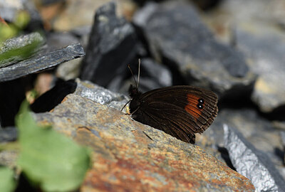 BUITEN BEELD Foto: 424433