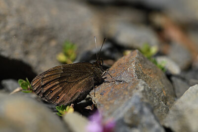 BUITEN BEELD Foto: 424434