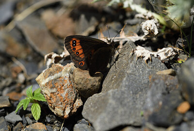 BUITEN BEELD Foto: 424435