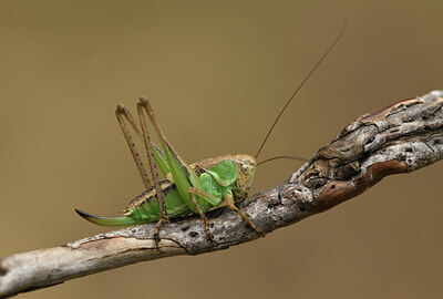 BUITEN BEELD Foto: 424439