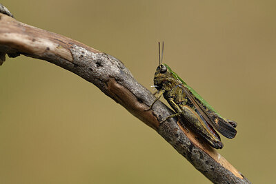 BUITEN BEELD Foto: 424440