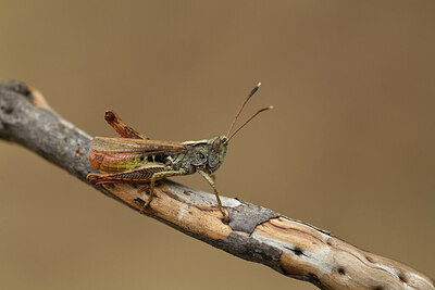 BUITEN BEELD Foto: 424445