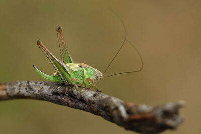 BUITEN BEELD Foto: 424446