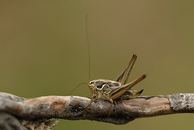 BUITEN BEELD Foto: 424447