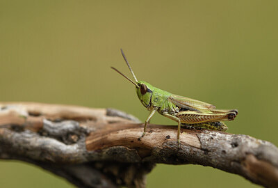 BUITEN BEELD Foto: 424448