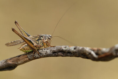 BUITEN BEELD Foto: 424449