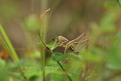 BUITEN BEELD Foto: 424454