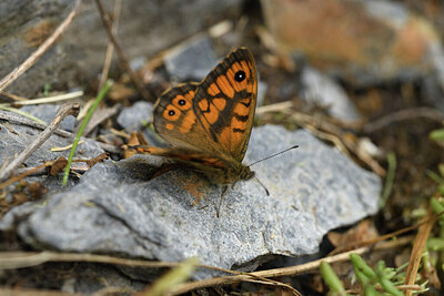 BUITEN BEELD Foto: 424455