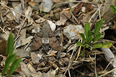 BUITEN BEELD Foto: 424457