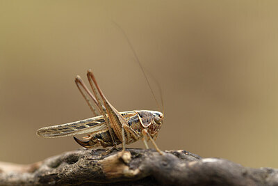 BUITEN BEELD Foto: 424459