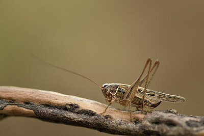 BUITEN BEELD Foto: 424460