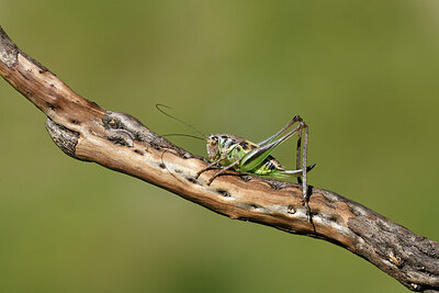 BUITEN BEELD Foto: 424461