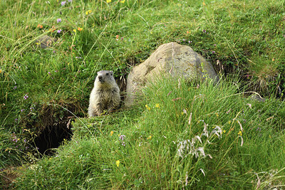 BUITEN BEELD Foto: 424532