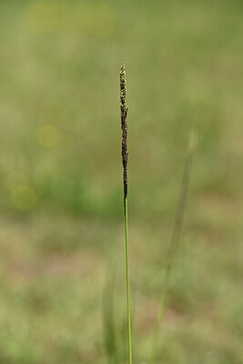 BUITEN BEELD Foto: 424552