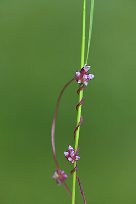 BUITEN BEELD Foto: 424563