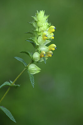 BUITEN BEELD Foto: 424567