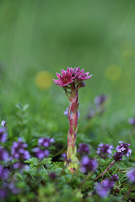 BUITEN BEELD Foto: 424573